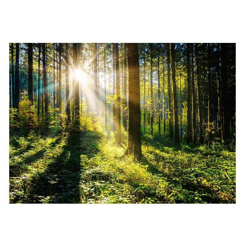 Картина върху стъкло GL404 Sunny Forest , 80x120 см.