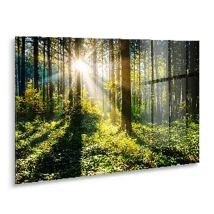 Картина върху стъкло GL404 Sunny Forest , 80x120 см.
