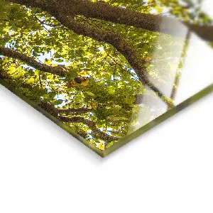 Картина върху стъкло GL404 Sunny Forest , 80x120 см.