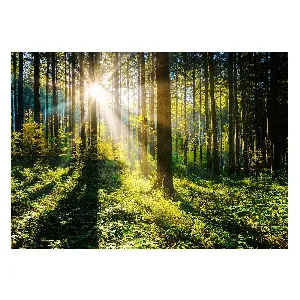 Картина върху стъкло GL404 Sunny Forest , 80x120 см.